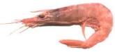 crustaceos