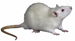 rata